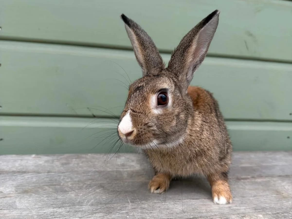 Bucky, male mixed breed for adoption at Ivy Dene Rabbit Rescue