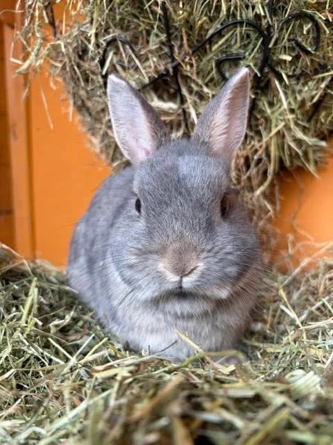 Grant, male mixed breed for adoption at Ivy Dene Rabbit Rescue