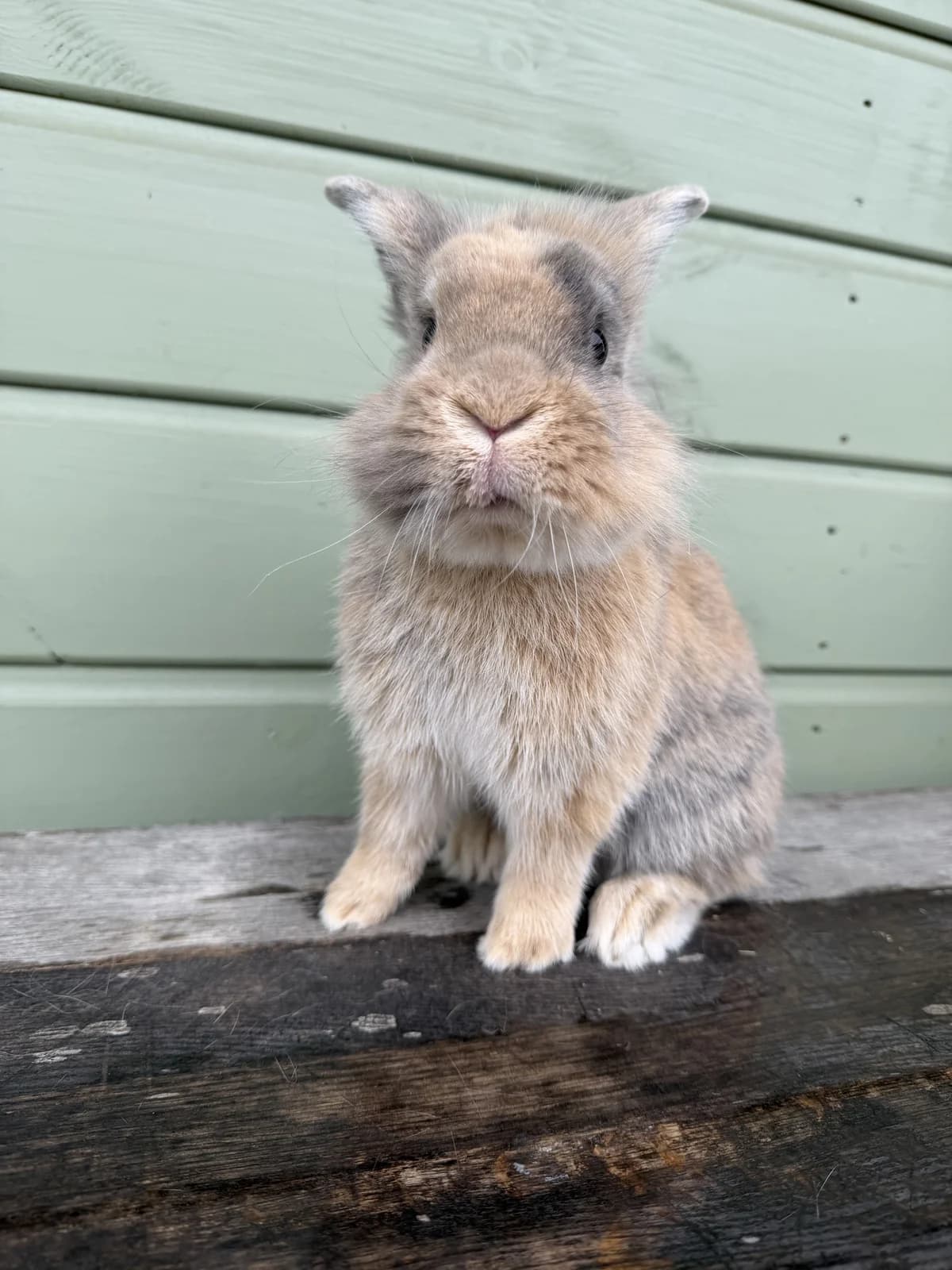 Grass, male mixed breed for adoption at Ivy Dene Rabbit Rescue