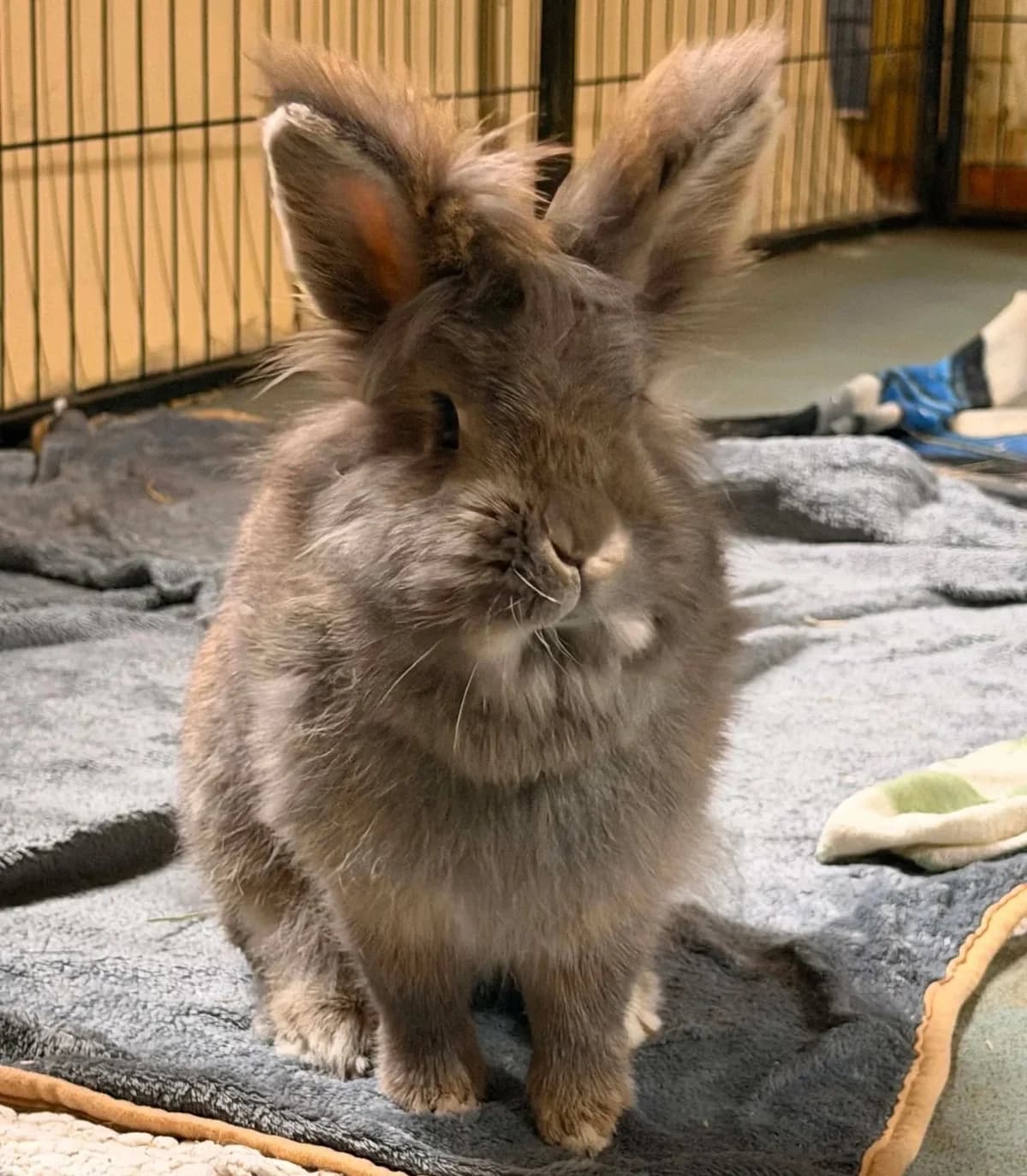 Hilda, female mixed breed for adoption at Ivy Dene Rabbit Rescue