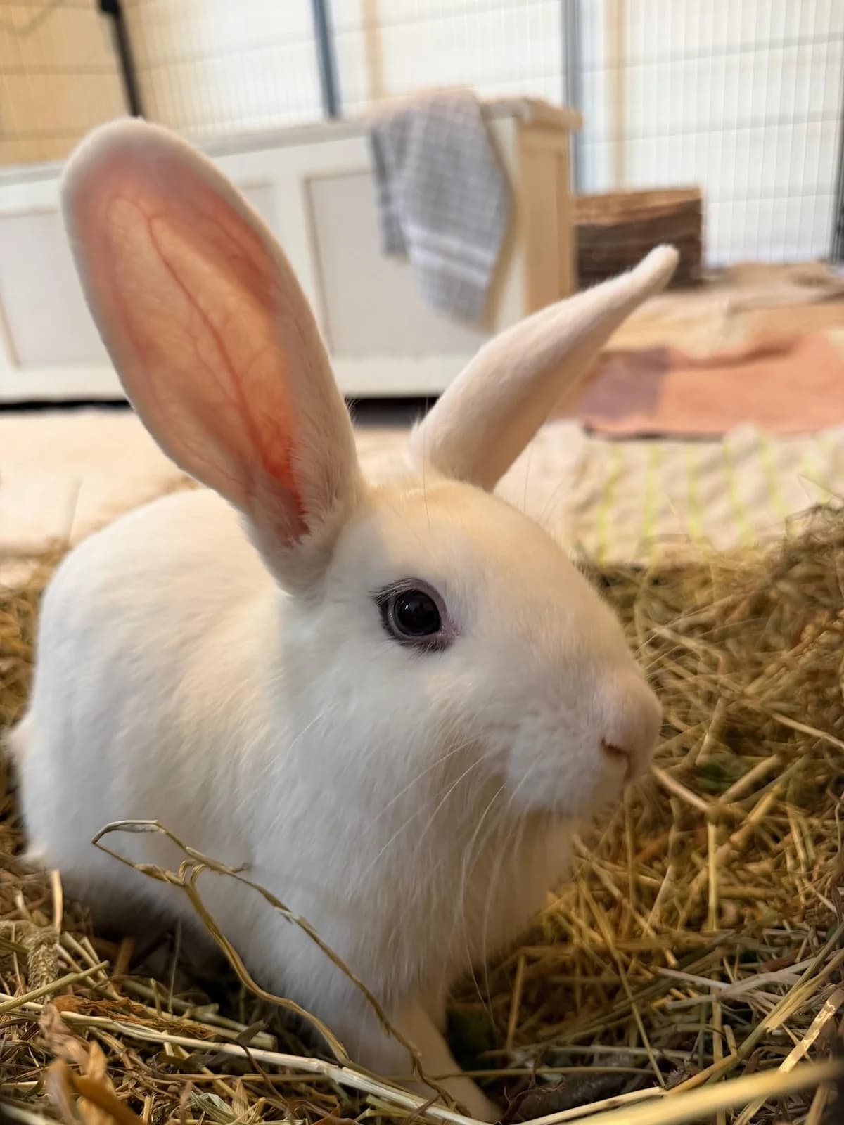 Lacey, female mixed breed for adoption at Ivy Dene Rabbit Rescue