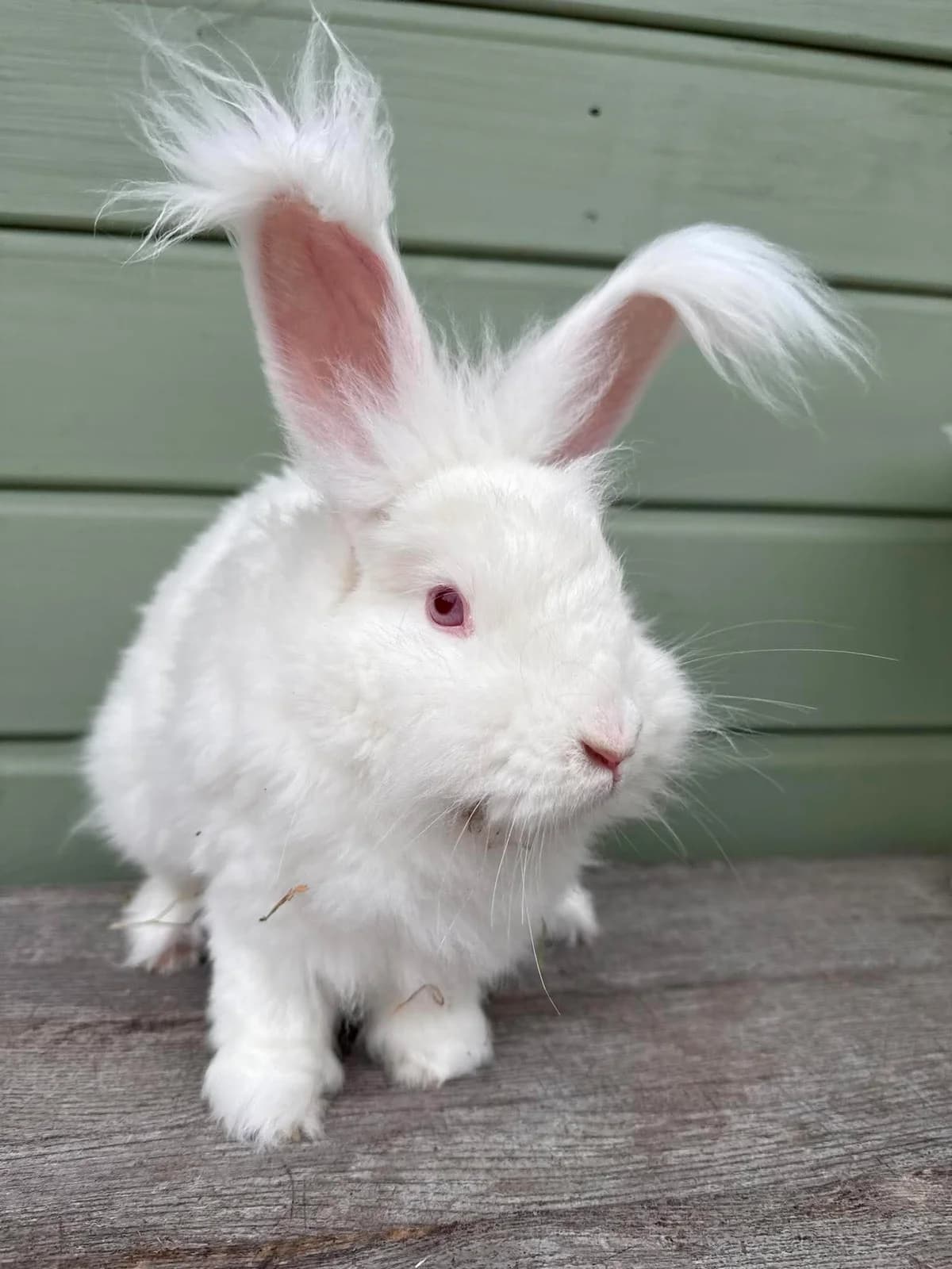 Lennox, male mixed breed for adoption at Ivy Dene Rabbit Rescue