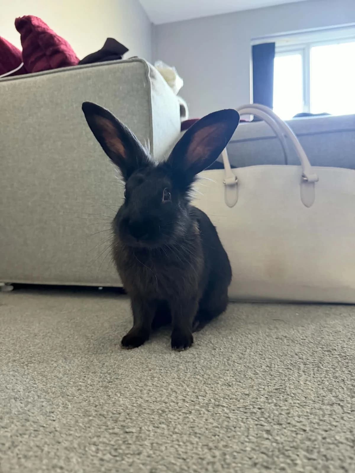 Midnight, male mixed breed for adoption at Ivy Dene Rabbit Rescue