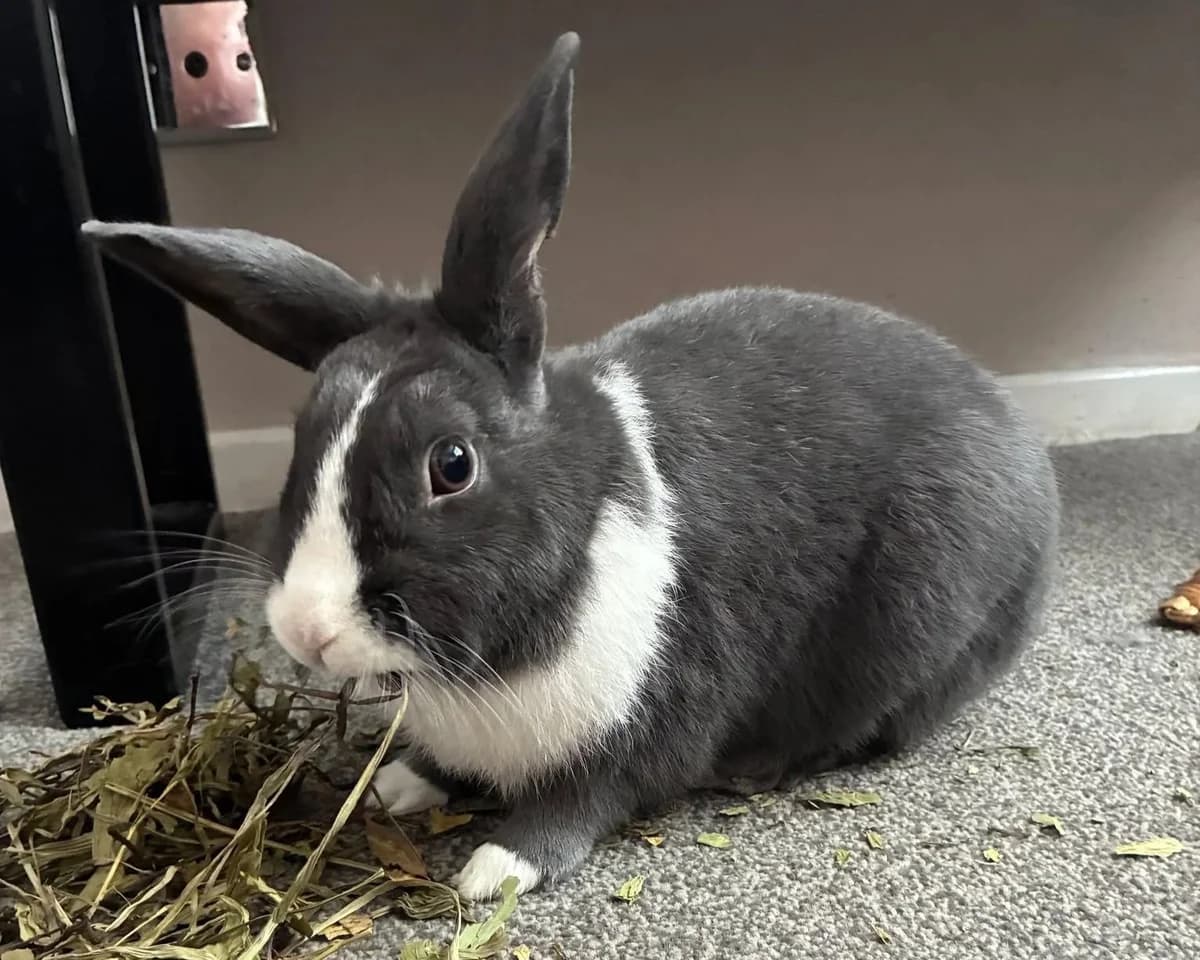 Milo, male 3yo mixed breed for adoption at Ivy Dene Rabbit Rescue