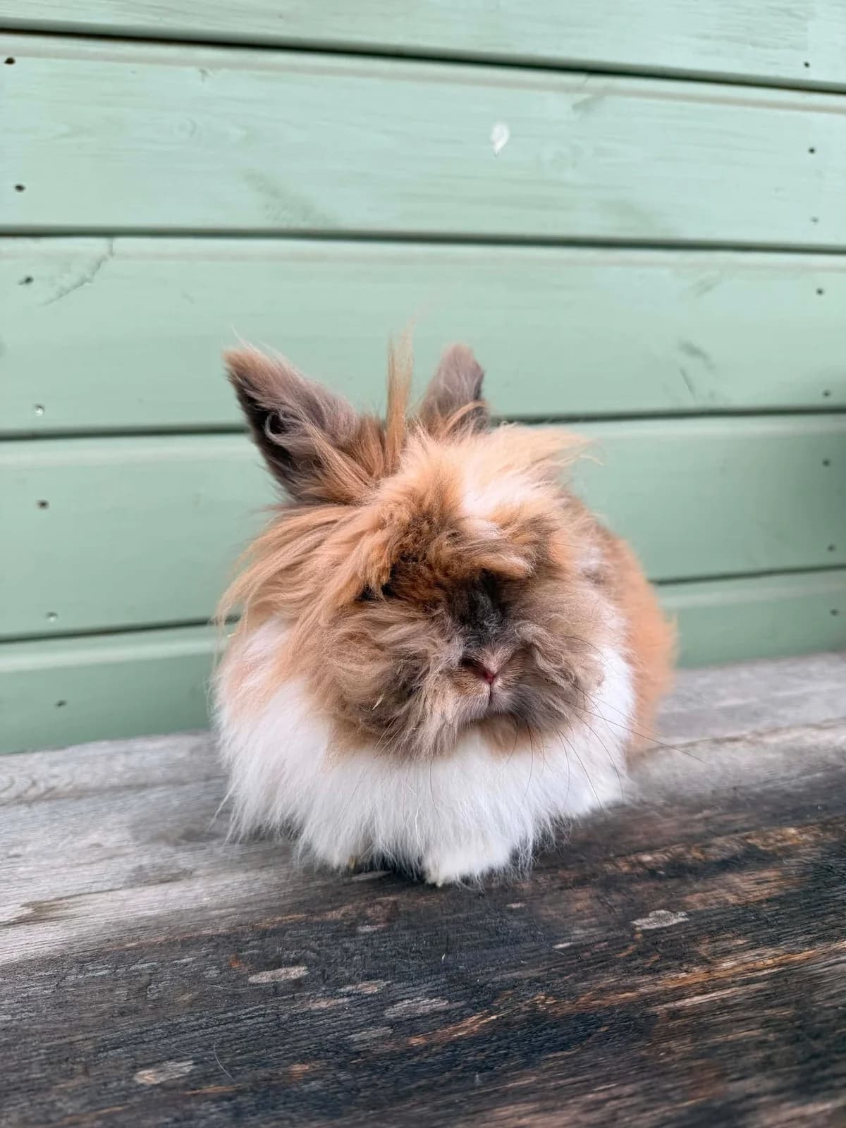 Mushroom, female mixed breed for adoption at Ivy Dene Rabbit Rescue