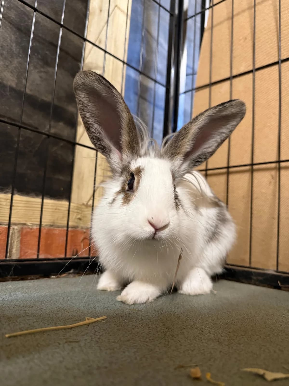 Oates, male mixed breed for adoption at Ivy Dene Rabbit Rescue