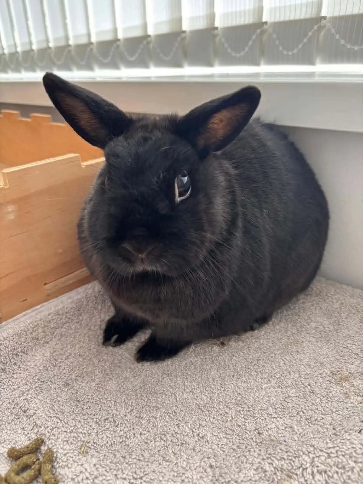 Pickles, male mixed breed for adoption at Ivy Dene Rabbit Rescue
