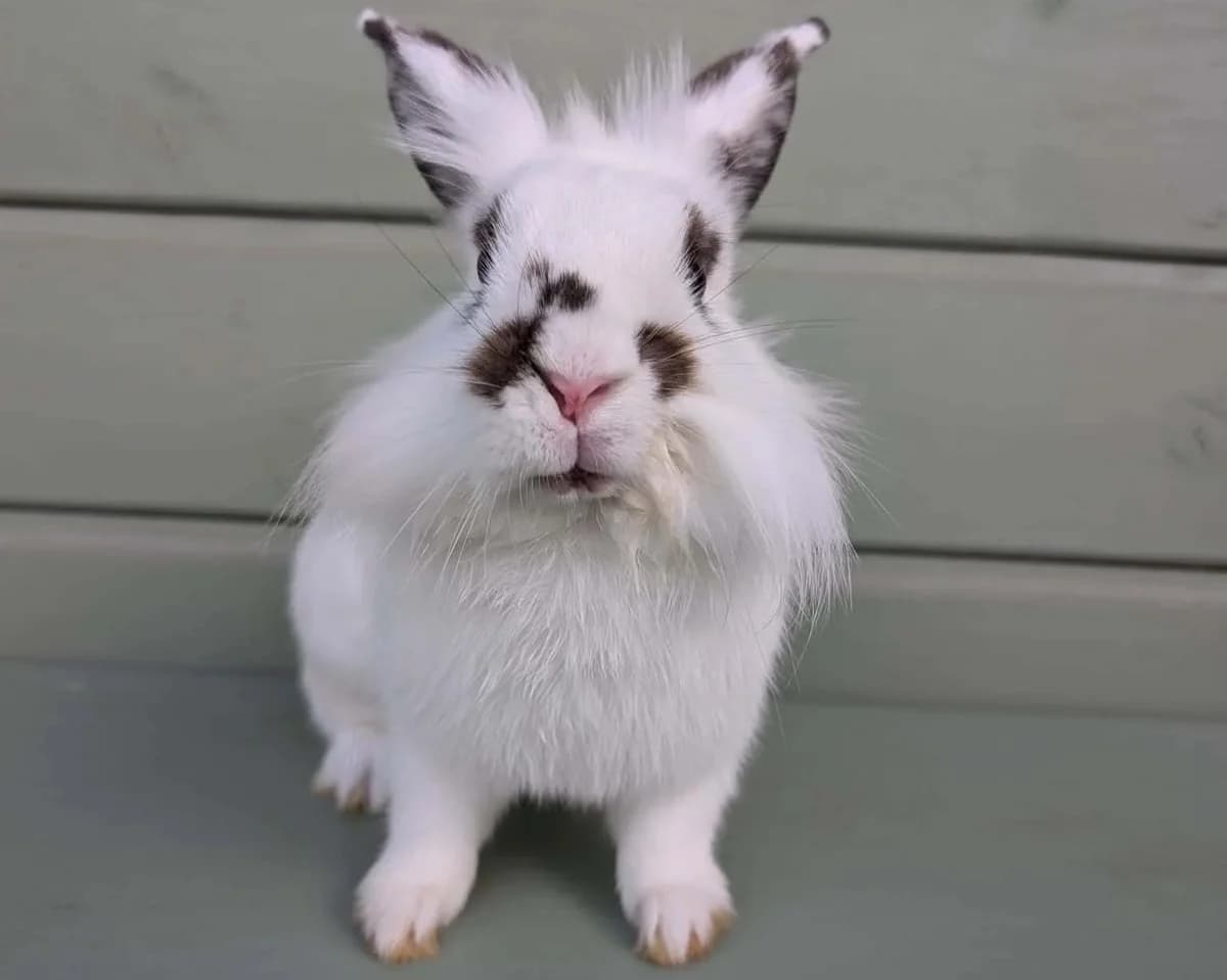 Porridge, female mixed breed for adoption at Ivy Dene Rabbit Rescue