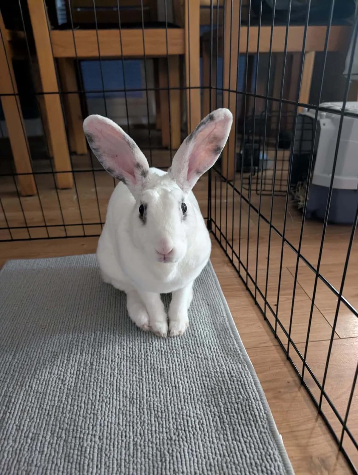Selwyn, female mixed breed for adoption at Ivy Dene Rabbit Rescue