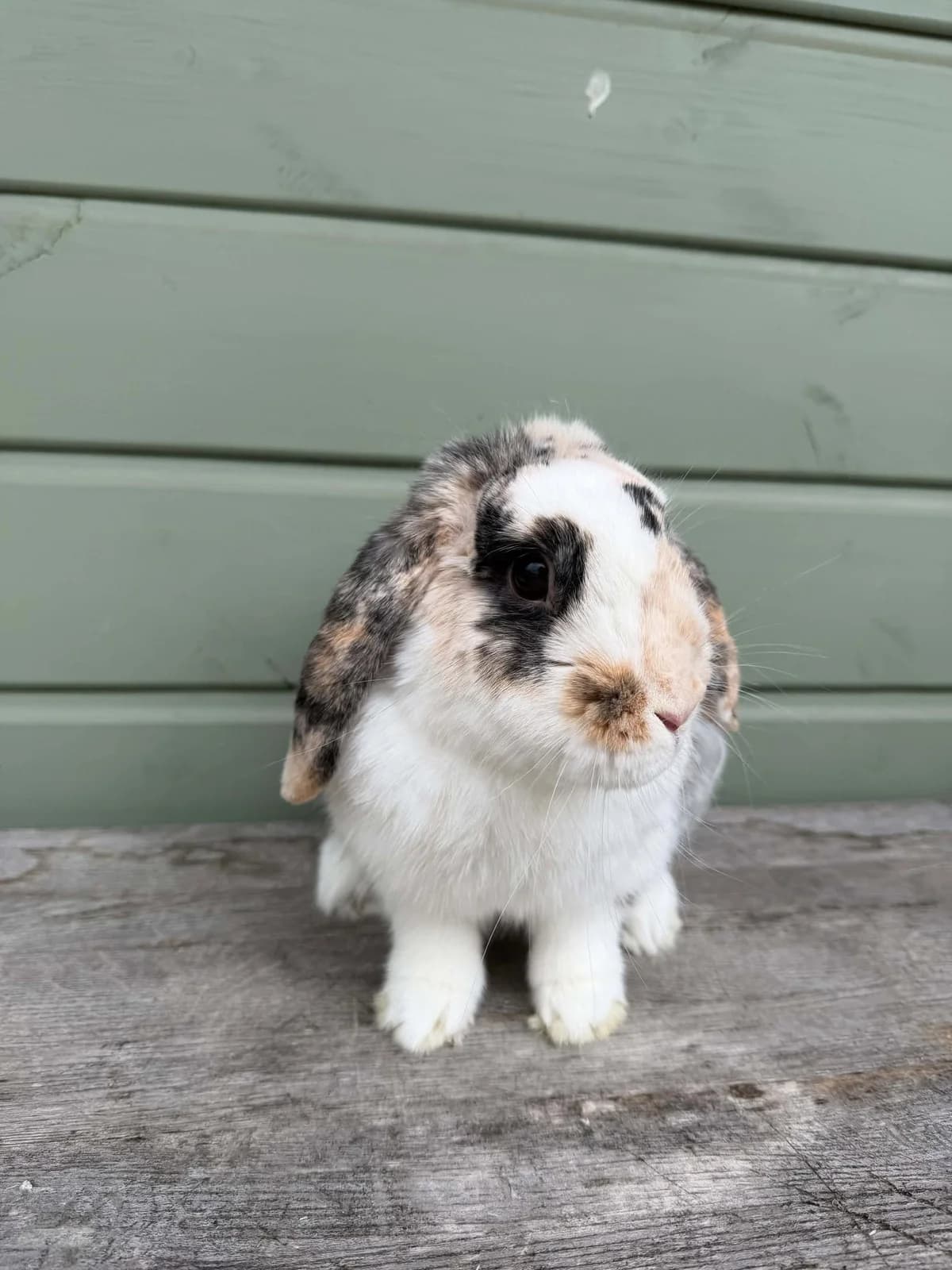 Valentine, male young mixed breed for adoption at Ivy Dene Rabbit Rescue