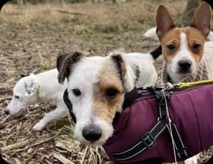 Georgie, male puppy Jack Russell Terrier for adoption at Jack Russell Terrier Rescue UK, Rochford