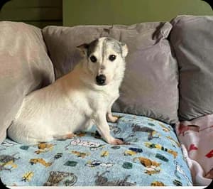 Jack, male Jack Russell Terrier for adoption at Jack Russell Terrier Rescue UK, Rochford