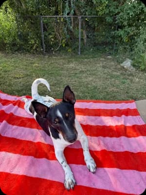 Mr Pickles, male Jack Russell Terrier for adoption at Jack Russell Terrier Rescue UK, Rochford