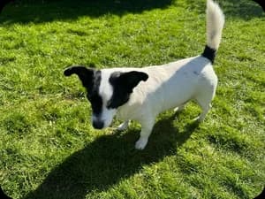 Patch, male senior Jack Russell Terrier for adoption at Jack Russell Terrier Rescue UK, Rochford