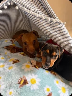 Tiny & Spud, female Mixed Breed for adoption at Jack Russell Terrier Rescue UK, Rochford