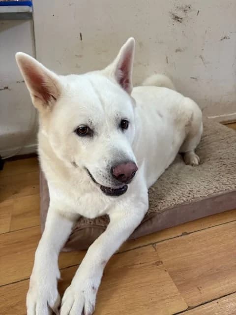 Snow, female senior Akita for adoption at JAWT (Just Akitas We Trust)