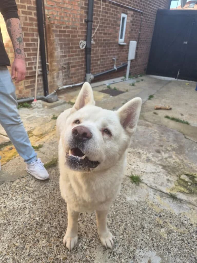 Ghost, male senior Akita for adoption at JAWT (Just Akitas We Trust)