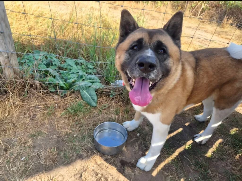 Armani, male 4yo Akita for adoption at JAWT (Just Akitas We Trust)