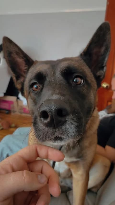 Honey, female 4yo Akita for adoption at JAWT (Just Akitas We Trust)