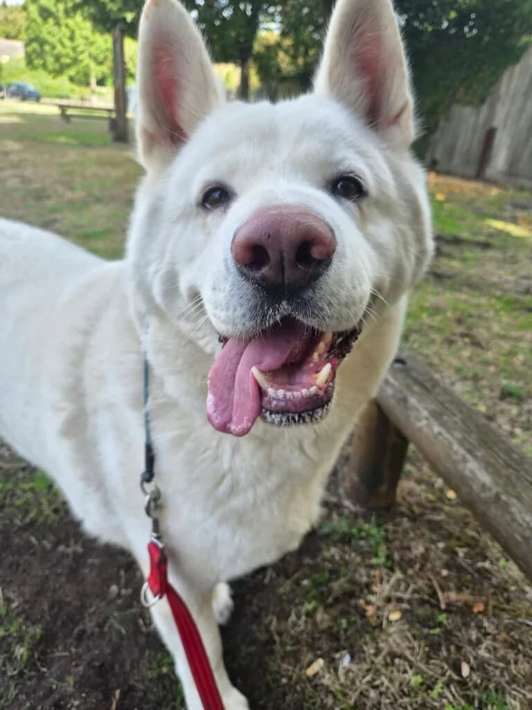 Leo, male 7yo Akita for adoption at JAWT (Just Akitas We Trust)