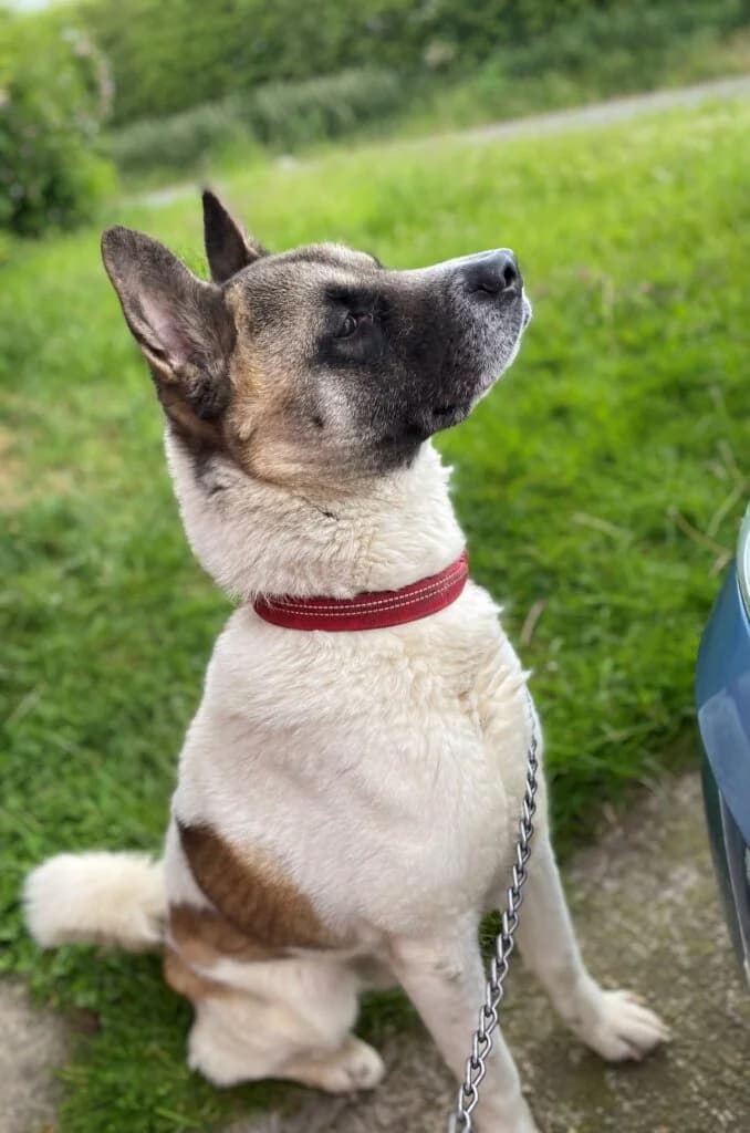 Bear, male senior Akita for adoption at JAWT (Just Akitas We Trust)
