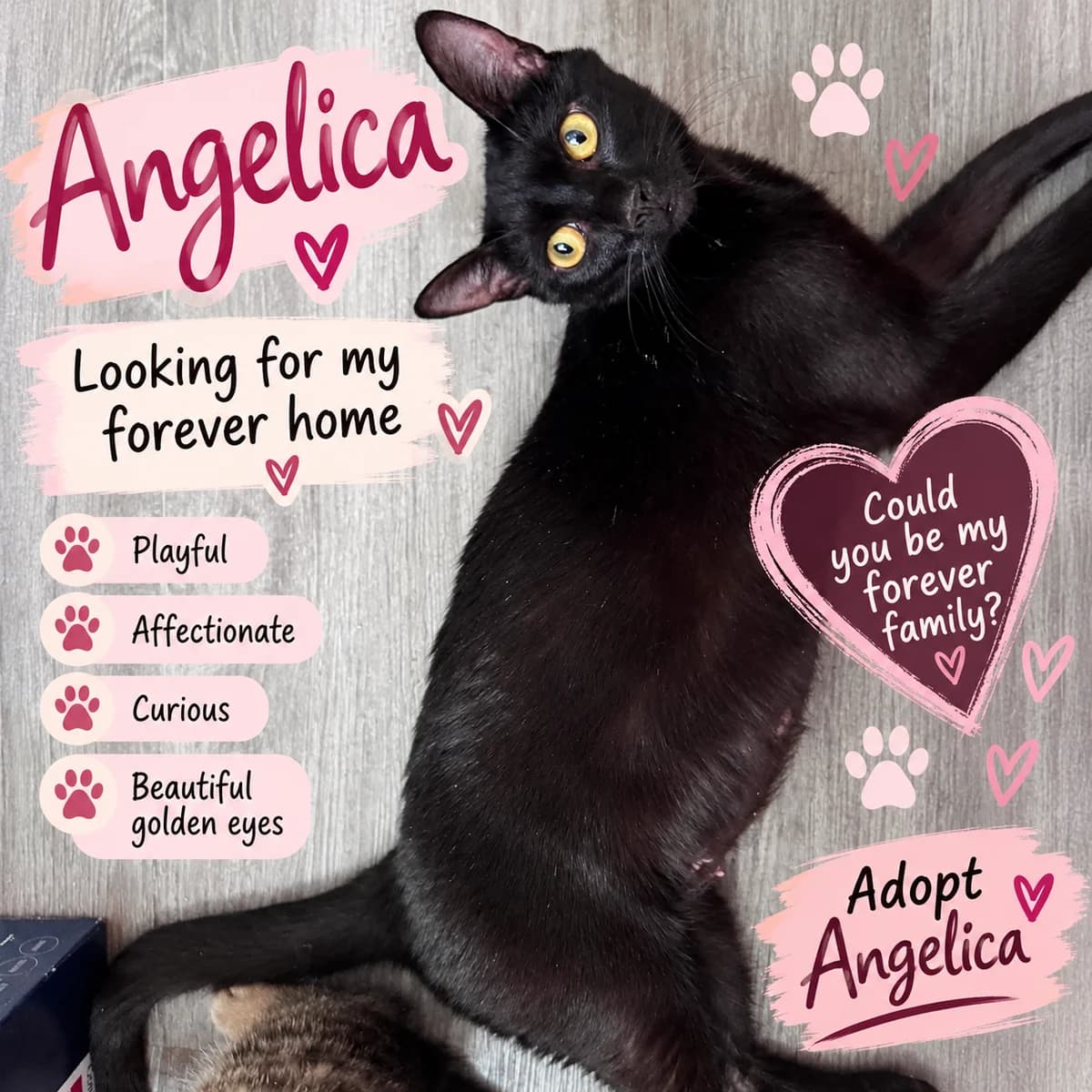 Angelica, female puppy Mixed Breed for adoption at Jenny