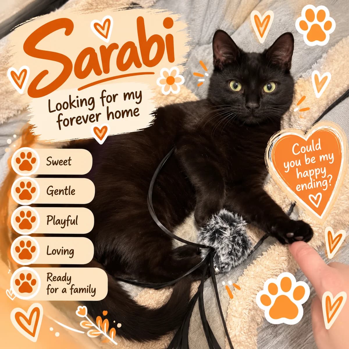 Sarabi, male puppy Mixed Breed for adoption at Jenny