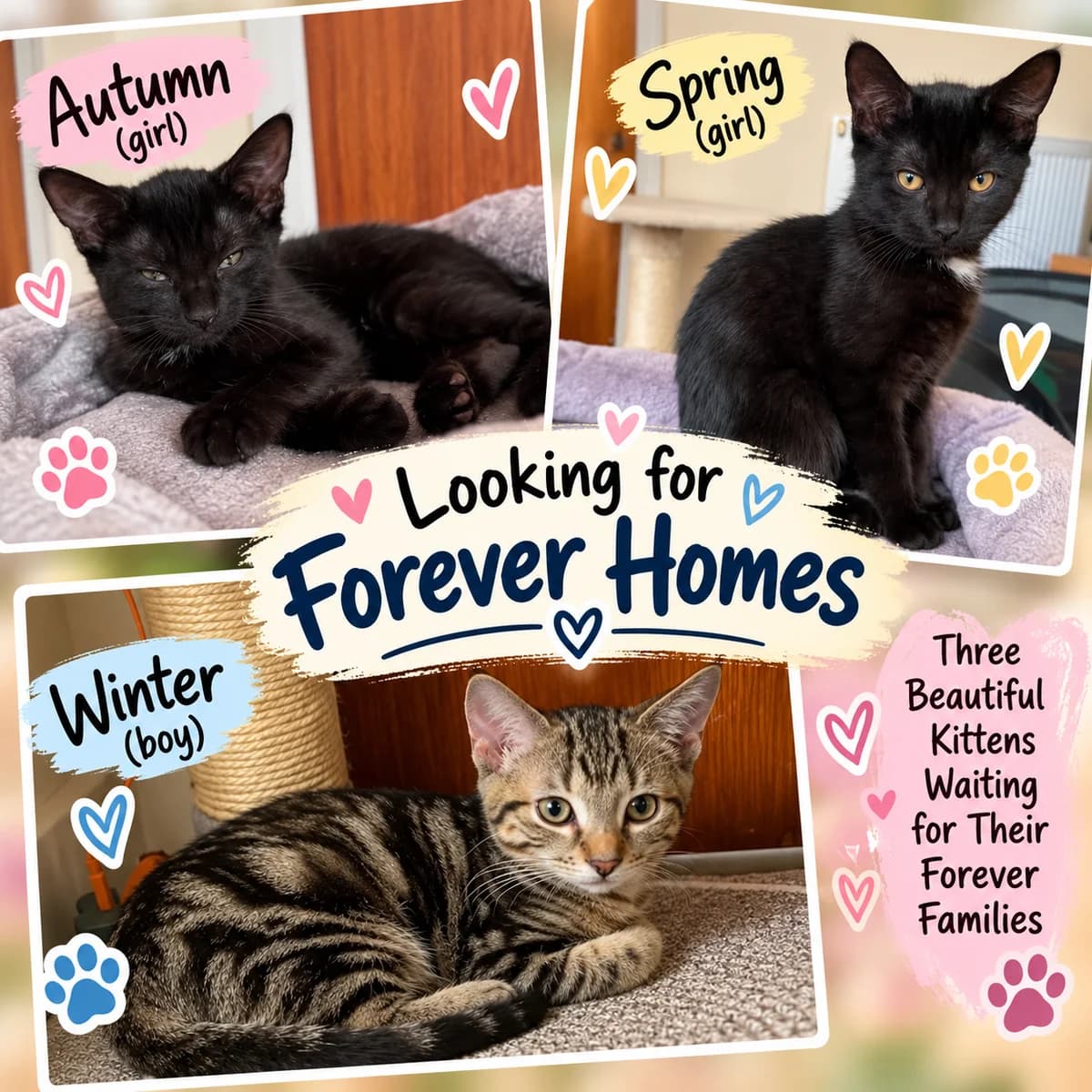 Winter & Autumn, puppy Mixed Breed for adoption at Jenny