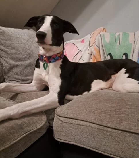 Aggie, female 4yo Mixed Breed for adoption at Jerry Green Dog Rescue, Lincoln