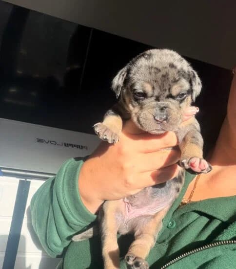Apple, female puppy Mixed Breed for adoption at Jerry Green Dog Rescue, Lincoln