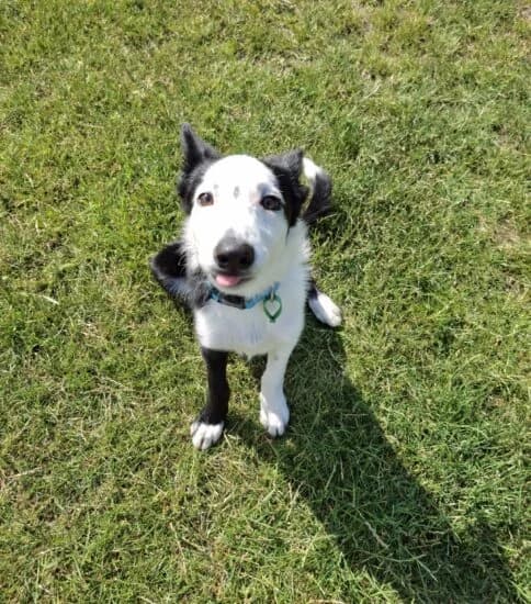 Barney, male puppy Mixed Breed for adoption at Jerry Green Dog Rescue, Lincoln