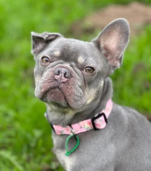 Belle, female 5yo Mixed Breed for adoption at Jerry Green Dog Rescue, Lincoln