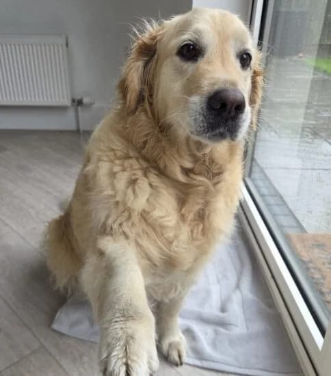 Betty, female 7yo Mixed Breed for adoption at Jerry Green Dog Rescue, Lincoln