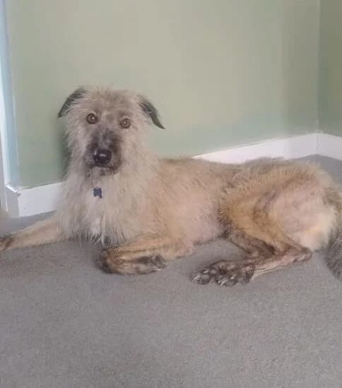 Bodger, male young Mixed Breed for adoption at Jerry Green Dog Rescue, Lincoln