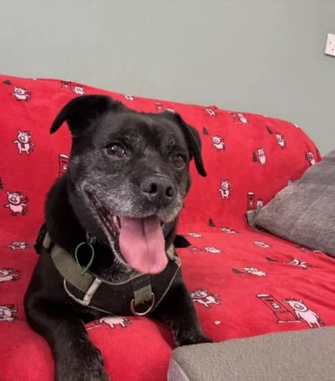 Bruce, male 7yo Mixed Breed for adoption at Jerry Green Dog Rescue, Lincoln