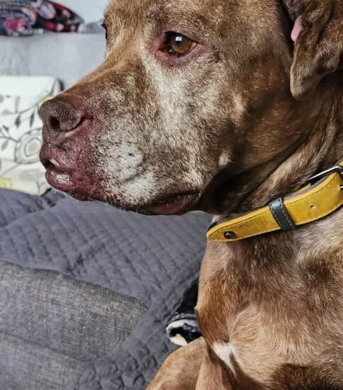 Cassie, female senior Mixed Breed for adoption at Jerry Green Dog Rescue, Lincoln