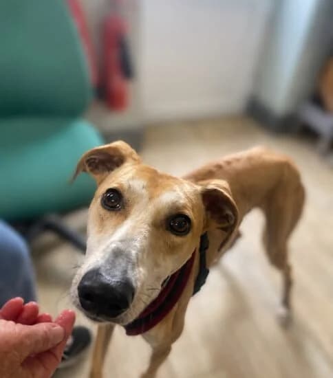 Cecil, male 4yo Mixed Breed for adoption at Jerry Green Dog Rescue, Lincoln