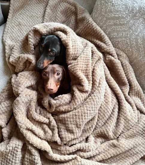 Charlie and Romeo, male young Mixed Breed for adoption at Jerry Green Dog Rescue, Lincoln