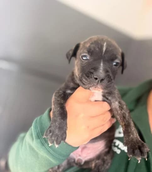 Chick, female puppy Mixed Breed for adoption at Jerry Green Dog Rescue, Lincoln