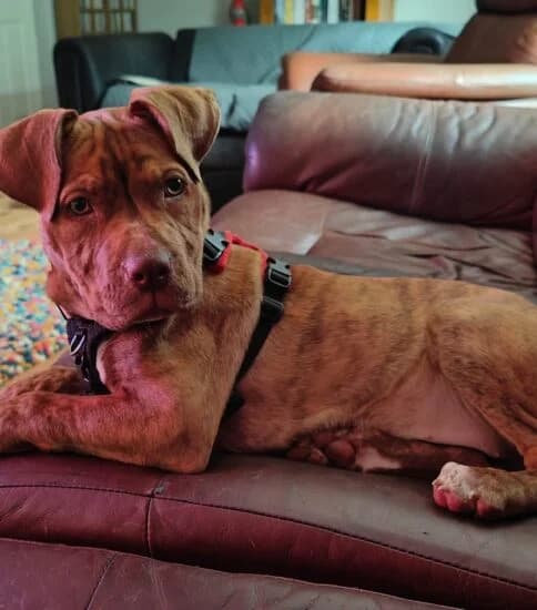 Clementine, female puppy Mixed Breed for adoption at Jerry Green Dog Rescue, Lincoln