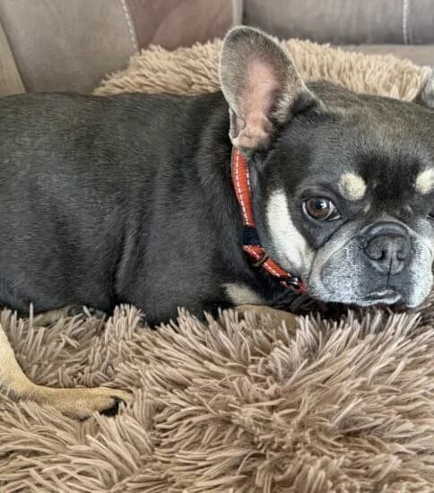 Coco, female 4yo Mixed Breed for adoption at Jerry Green Dog Rescue, Lincoln
