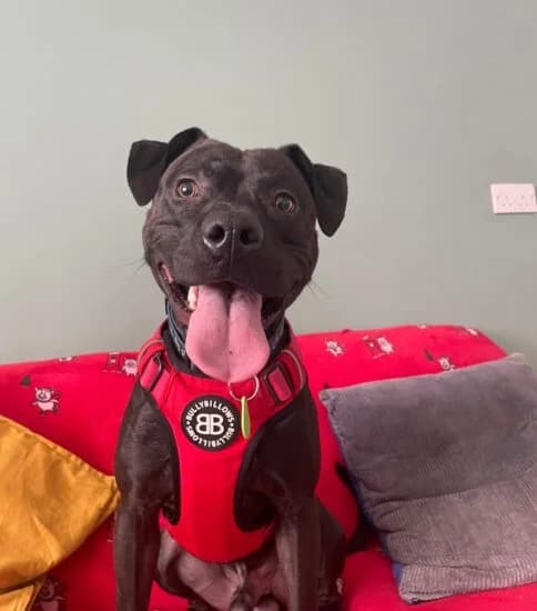 Dexter, male young Mixed Breed for adoption at Jerry Green Dog Rescue, Lincoln