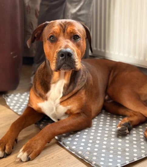 Dexter, male young Mixed Breed for adoption at Jerry Green Dog Rescue, Lincoln