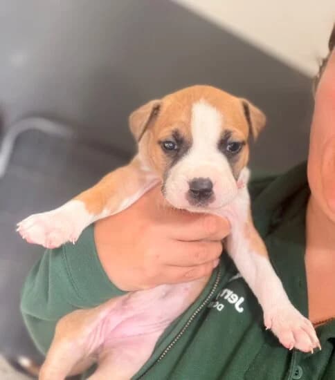 Dove, female puppy Mixed Breed for adoption at Jerry Green Dog Rescue, Lincoln