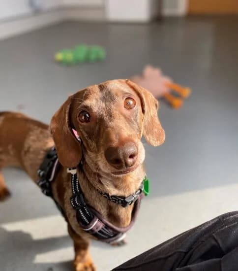 Dudley, male 6yo Mixed Breed for adoption at Jerry Green Dog Rescue, Lincoln