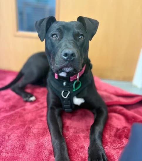 Elsie, female puppy Mixed Breed for adoption at Jerry Green Dog Rescue, Lincoln