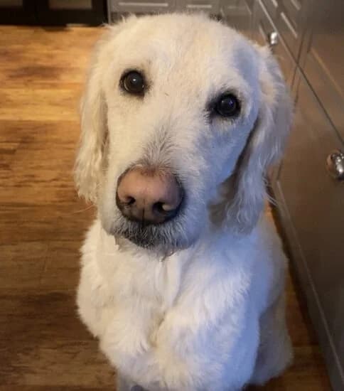 Ernie, male 6yo Mixed Breed for adoption at Jerry Green Dog Rescue, Lincoln