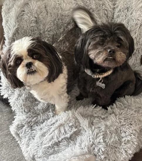 Florence and Daisy, female 3yo Mixed Breed for adoption at Jerry Green Dog Rescue, Lincoln