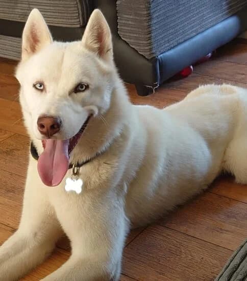 Ghost, male 7yo Mixed Breed for adoption at Jerry Green Dog Rescue, Lincoln