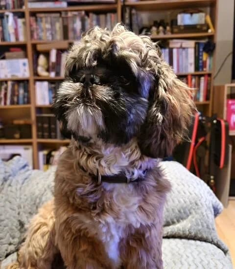 Gizmo, male 6yo Mixed Breed for adoption at Jerry Green Dog Rescue, Lincoln